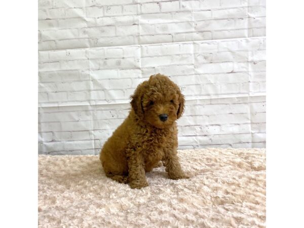 Cava Poo-DOG-Female-Red-3254-Petland Hilliard, Ohio