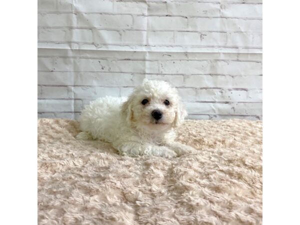 Bichon Frise-DOG-Male-White-3256-Petland Hilliard, Ohio