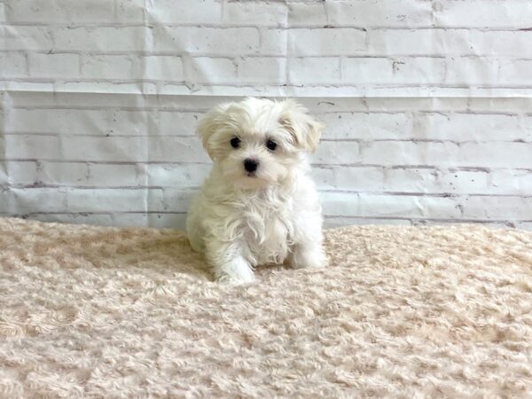 Maltese-DOG-Female-White-3261-Petland Hilliard, Ohio