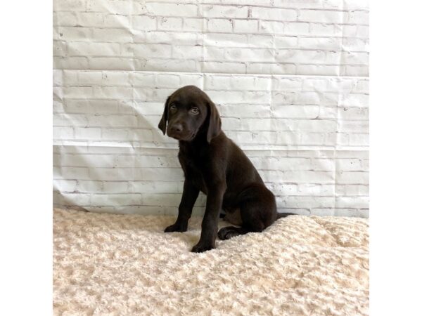 Labrador Retriever-DOG-Male-Chocolate-3262-Petland Hilliard, Ohio