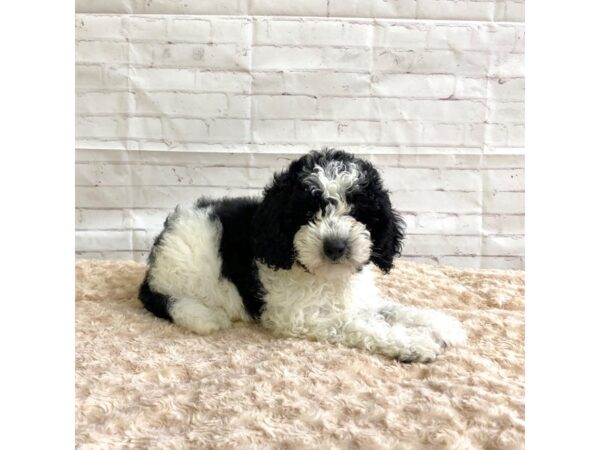 Sheepadoodle Mini-DOG-Female-Black / White-3263-Petland Hilliard, Ohio