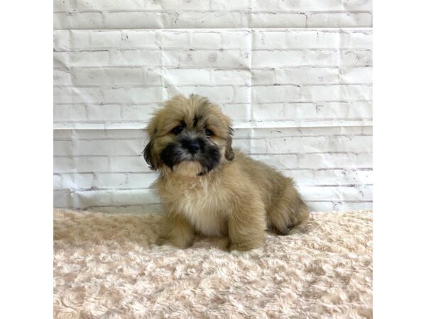 Lhasa Apso DOG Male Grizzle 3265 Petland Hilliard, Ohio