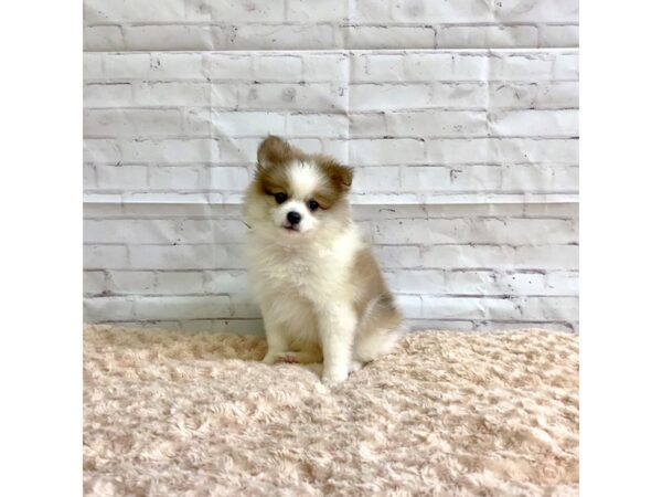 Pomeranian-DOG-Female--3268-Petland Hilliard, Ohio