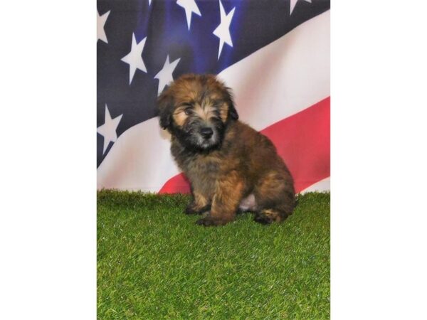 Soft Coated Wheaten Terrier DOG Male Wheaten 3274 Petland Hilliard, Ohio