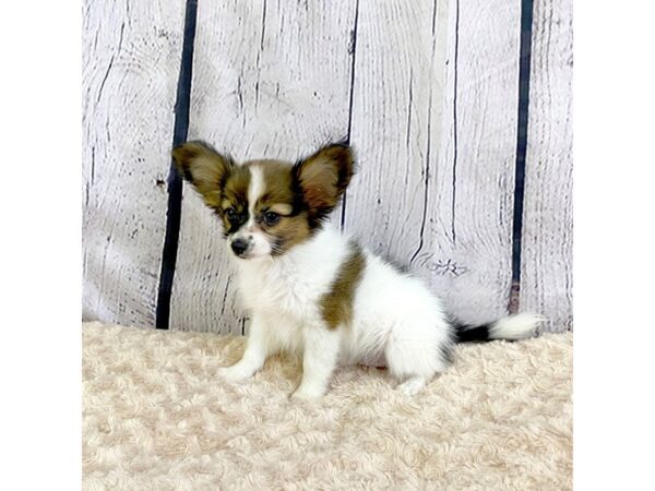 Papillon-DOG-Male-Sable / White-3273-Petland Hilliard, Ohio