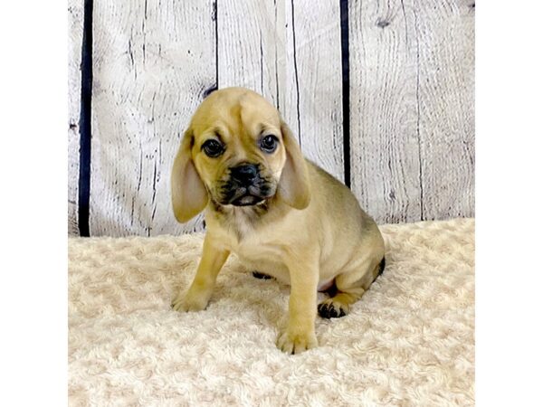 Puggle-DOG-Female-Fawn-3271-Petland Hilliard, Ohio