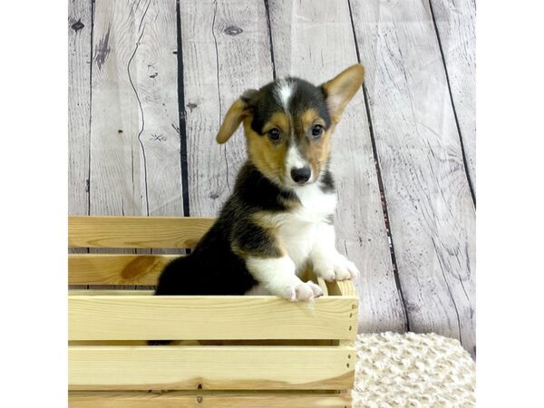 Pembroke Welsh Corgi-DOG-Female-Black-3276-Petland Hilliard, Ohio