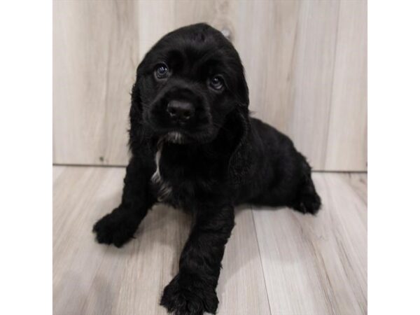 Cocker Spaniel-DOG-Male-Black-3280-Petland Hilliard, Ohio