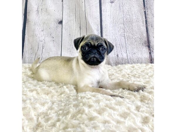 Pug DOG Female Fawn 3283 Petland Hilliard, Ohio