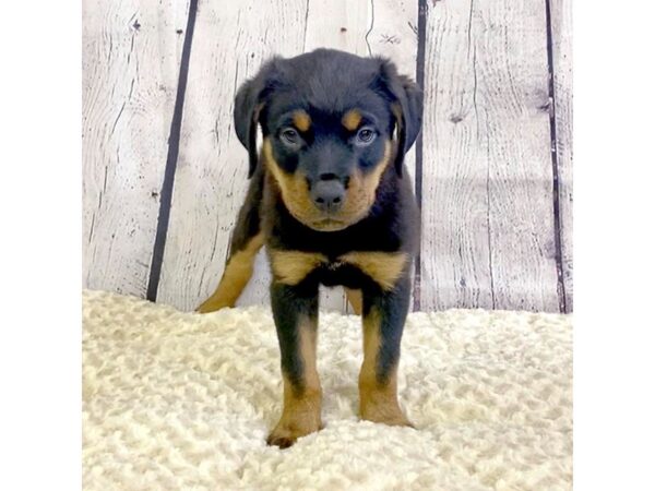 Rottweiler-DOG-Male-Black / Rust-3285-Petland Hilliard, Ohio