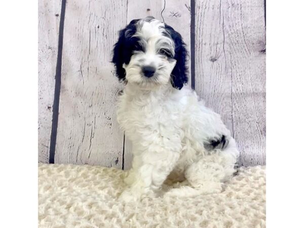 Cockapoo DOG Male Black and white 3281 Petland Hilliard, Ohio