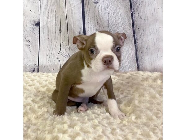 Boston Terrier-DOG-Male-Seal / White-3278-Petland Hilliard, Ohio