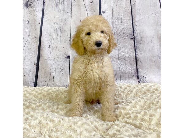 Goldendoodle-DOG-Male-Apricot-3282-Petland Hilliard, Ohio