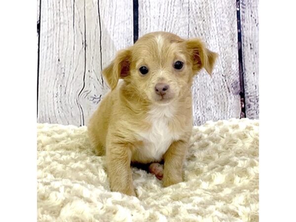 Chihuahua DOG Male Fawn 3289 Petland Hilliard, Ohio