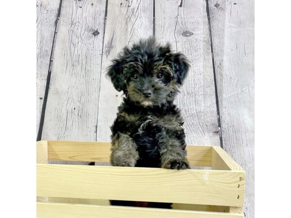 Yorkiepoo DOG Female Black / Tan 3293 Petland Hilliard, Ohio