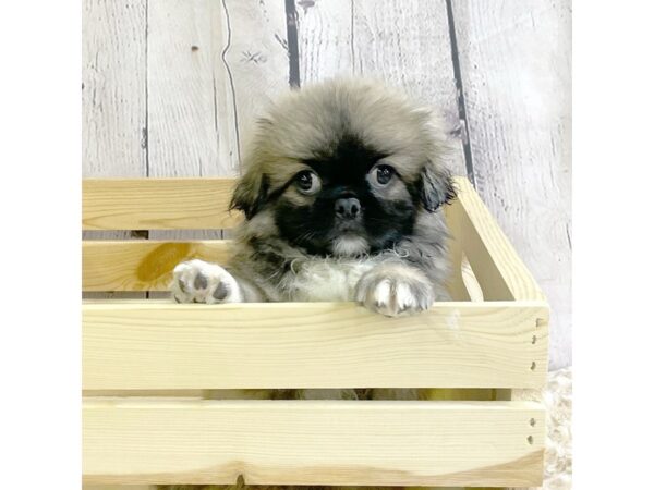 Pekingese-DOG-Male-Sable-3291-Petland Hilliard, Ohio