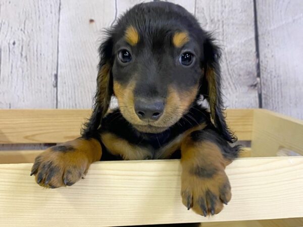 Dachshund-DOG-Male-Black/Tan/Longhair-3297-Petland Hilliard, Ohio