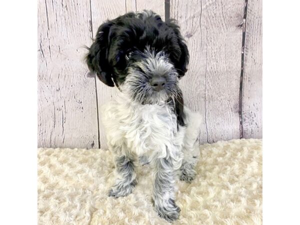 Schnoodle DOG Female Blk&Wht Merle 3298 Petland Hilliard, Ohio