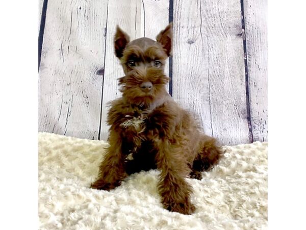 Miniature Schnauzer DOG Male Chocolate 3304 Petland Hilliard, Ohio