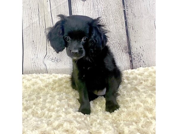 Cavapoo-DOG-Female-Black-3296-Petland Hilliard, Ohio