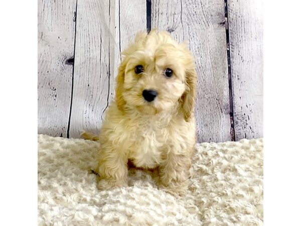 Cavapoo-DOG-Female-Tan-3295-Petland Hilliard, Ohio