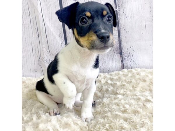 Jack Russell Terrier-DOG-Male-Tri-Colored-3299-Petland Hilliard, Ohio