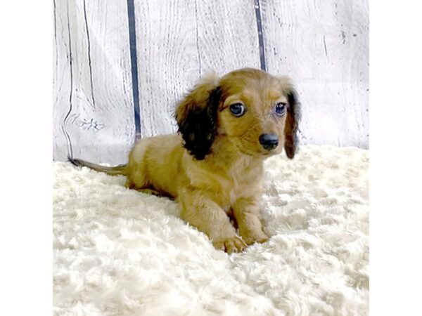 Dachshund-DOG-Male-Wild Boar-3300-Petland Hilliard, Ohio