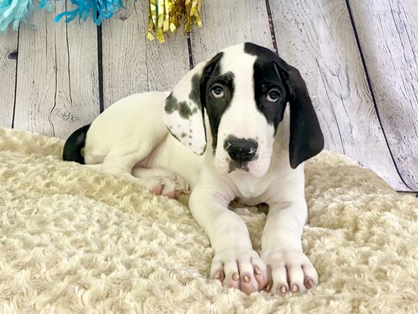 Great Dane-DOG-Female-Black-3305-Petland Hilliard, Ohio