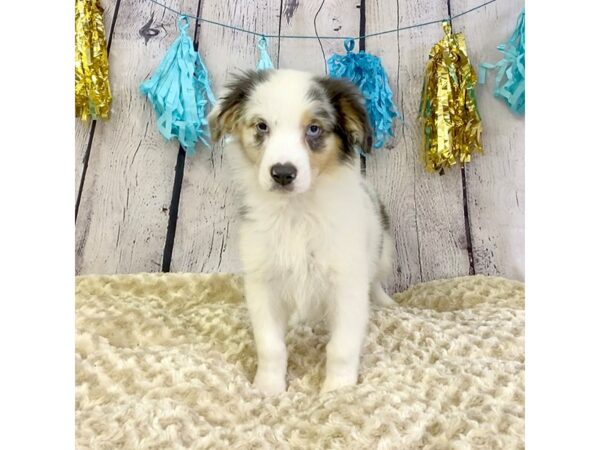 Australian Shepherd DOG Male Blue Merle 3307 Petland Hilliard, Ohio