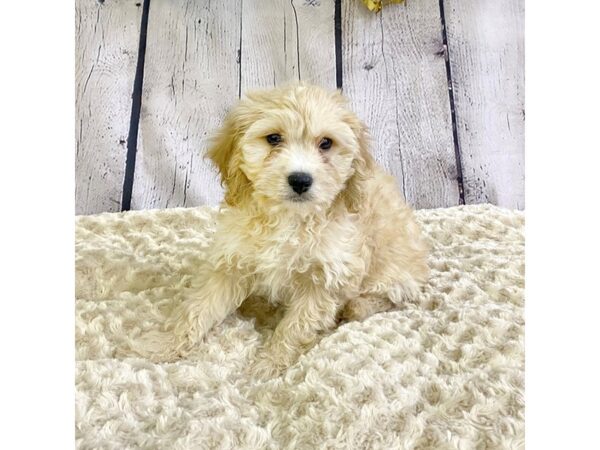 Cavachon DOG Male Tan/White 3315 Petland Hilliard, Ohio