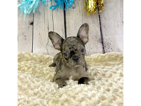 Frenchton-DOG-Male--3317-Petland Hilliard, Ohio