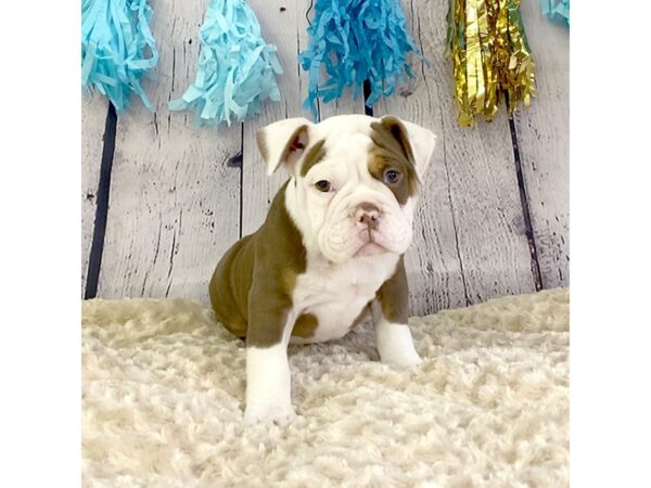 Olde English Bulldogge-DOG-Male--3318-Petland Hilliard, Ohio