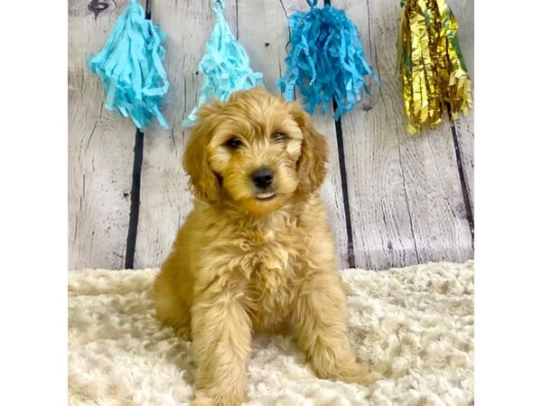 Mini Goldendoodle-DOG-Male--3319-Petland Hilliard, Ohio