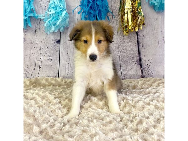 Shetland Sheepdog DOG Male Sable / White 3314 Petland Hilliard, Ohio