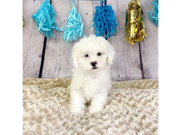 ShizaPoo-DOG-Male-Cream-3309-Petland Hilliard, Ohio