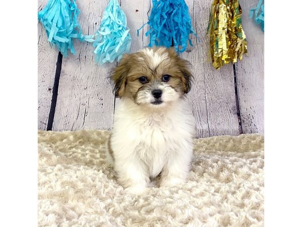 Pekeapoo-DOG-Female-White / Gold-3308-Petland Hilliard, Ohio