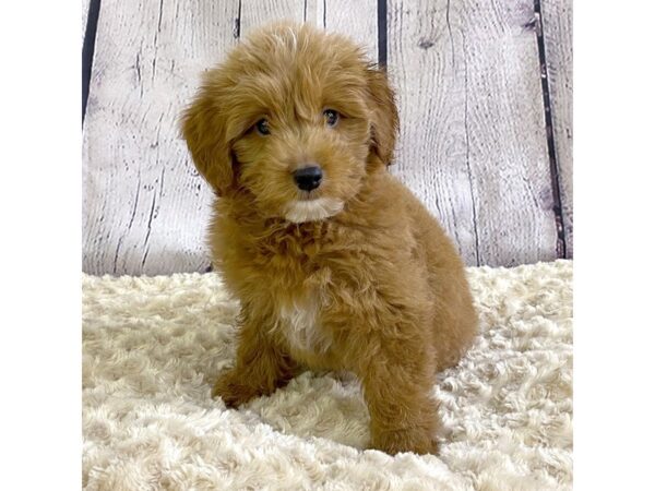 Goldendoodle Mini 2nd Gen-DOG-Female-Apricot-3320-Petland Hilliard, Ohio