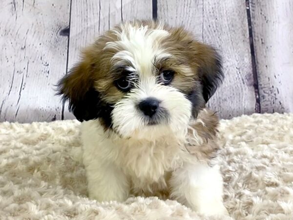 Teddy Bear-DOG-Male-Black White / Tan-3322-Petland Hilliard, Ohio