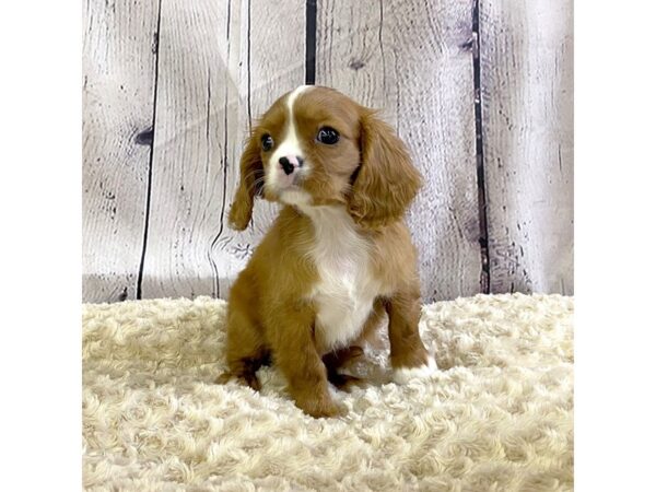 Cavalier King Charles Spaniel DOG Male Ruby 3327 Petland Hilliard, Ohio