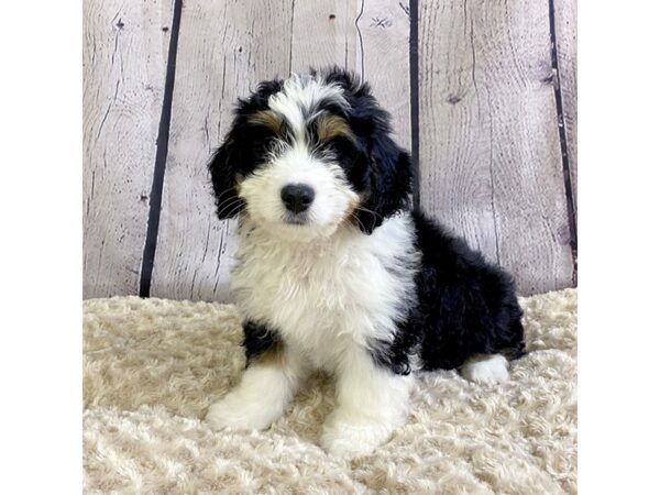 Mini Bernadoodle-DOG-Female-Blk, Wht, Tan-3324-Petland Hilliard, Ohio