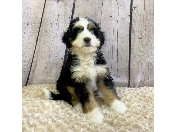 Mini Bernadoodle-DOG-Male-Blk,Wht,Tan-3323-Petland Hilliard, Ohio