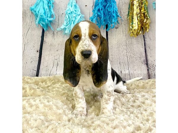 Basset Hound DOG Female Black Tan / White 3311 Petland Hilliard, Ohio