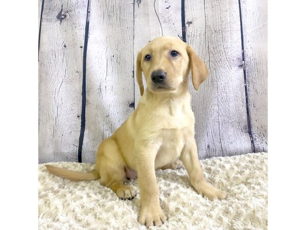 Labrador Retriever-DOG-Female-Yellow-3328-Petland Hilliard, Ohio