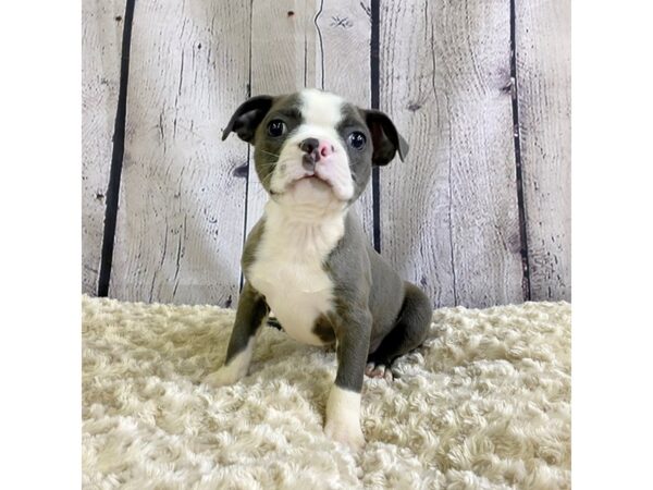 Boston Terrier-DOG-Male-Blue / White-3326-Petland Hilliard, Ohio