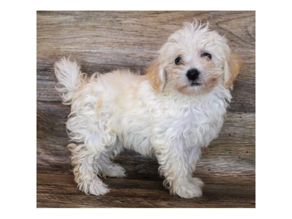 Havapoo-DOG-Male-Cream-3338-Petland Hilliard, Ohio