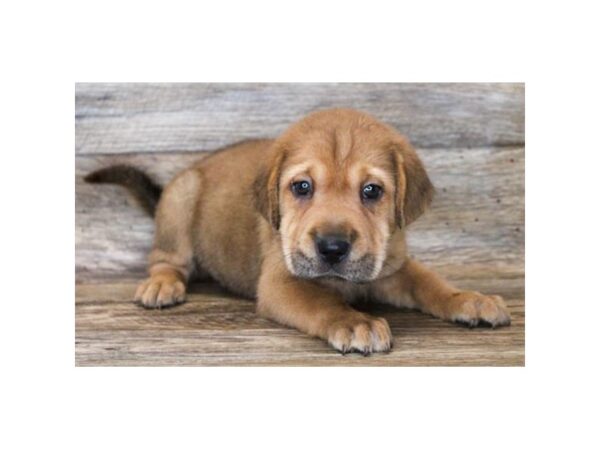 Beagle/Shar Pei-DOG-Female-Red-3341-Petland Hilliard, Ohio