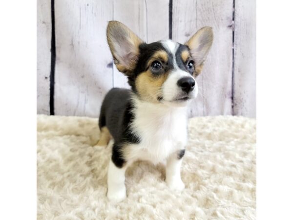 Australian Shep-DOG-Male-Black-3342-Petland Hilliard, Ohio