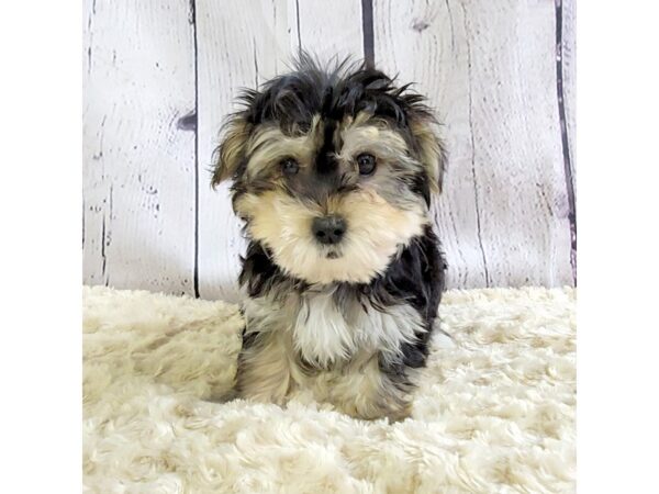 Morkie-DOG-Male-Black / Tan-3340-Petland Hilliard, Ohio