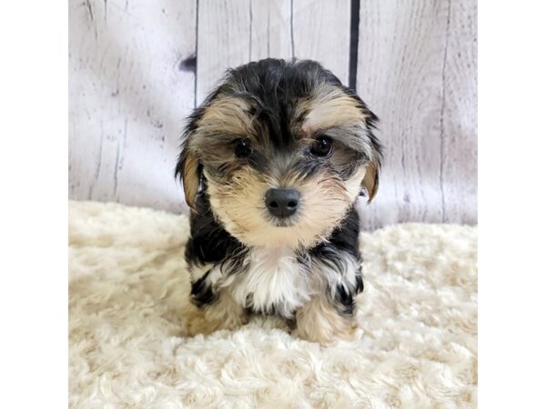 Morkie-DOG-Female-Black / Tan-3339-Petland Hilliard, Ohio