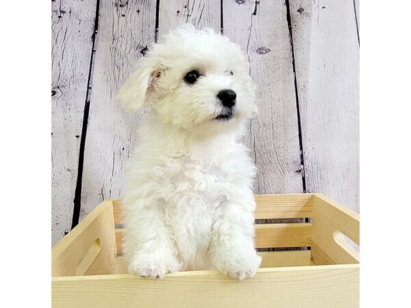 Bichon Frise-DOG-Male-White-3331-Petland Hilliard, Ohio